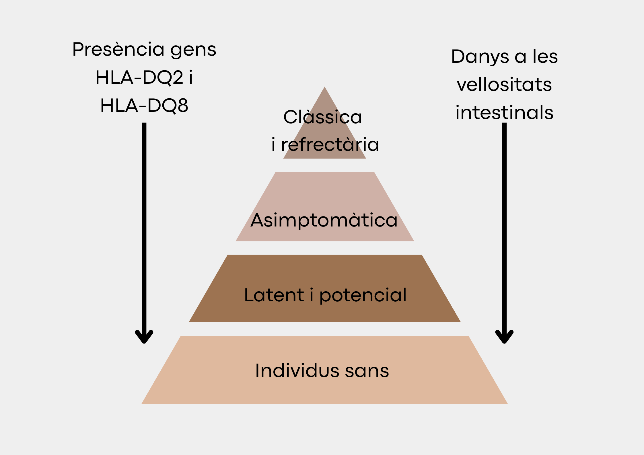 piràmide tipus celiaquia